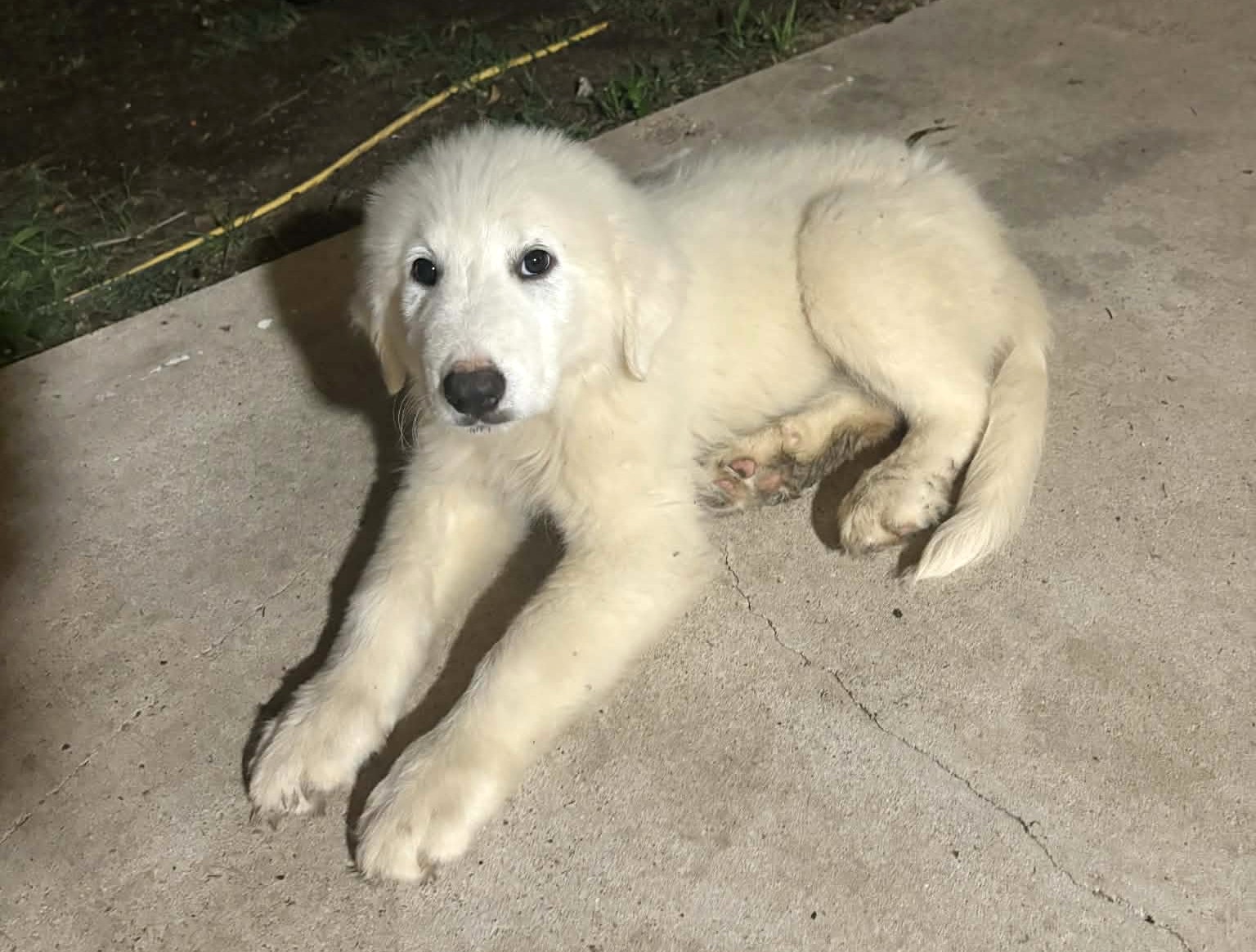 Louie